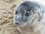 SX11311 Cute Grey or atlantic seal pup on beach (Halichoerus grypsus).jpg